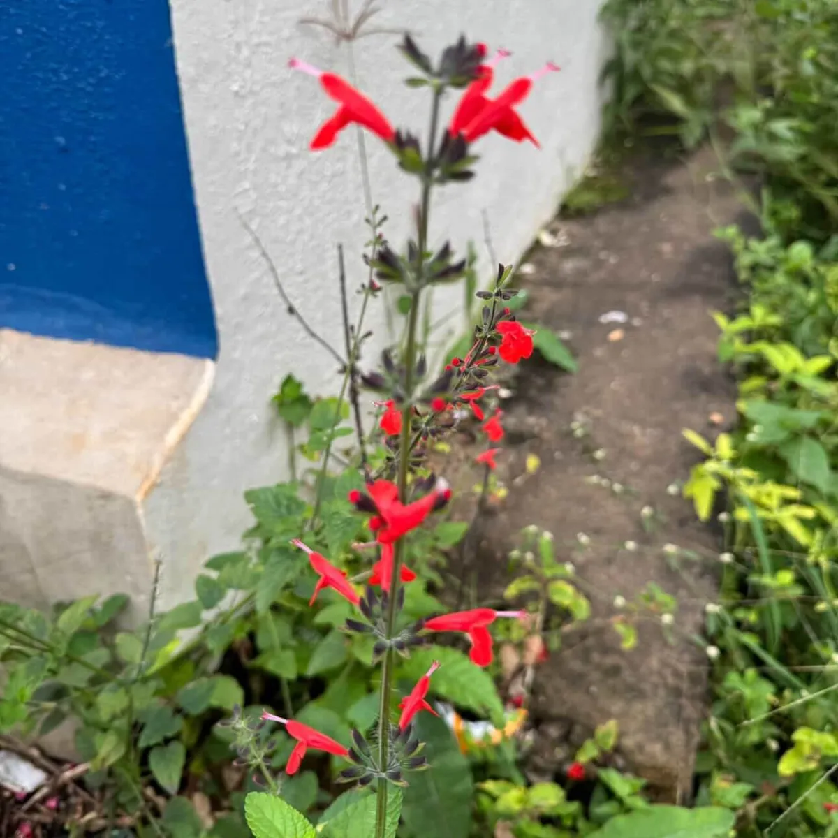 Thumba flower