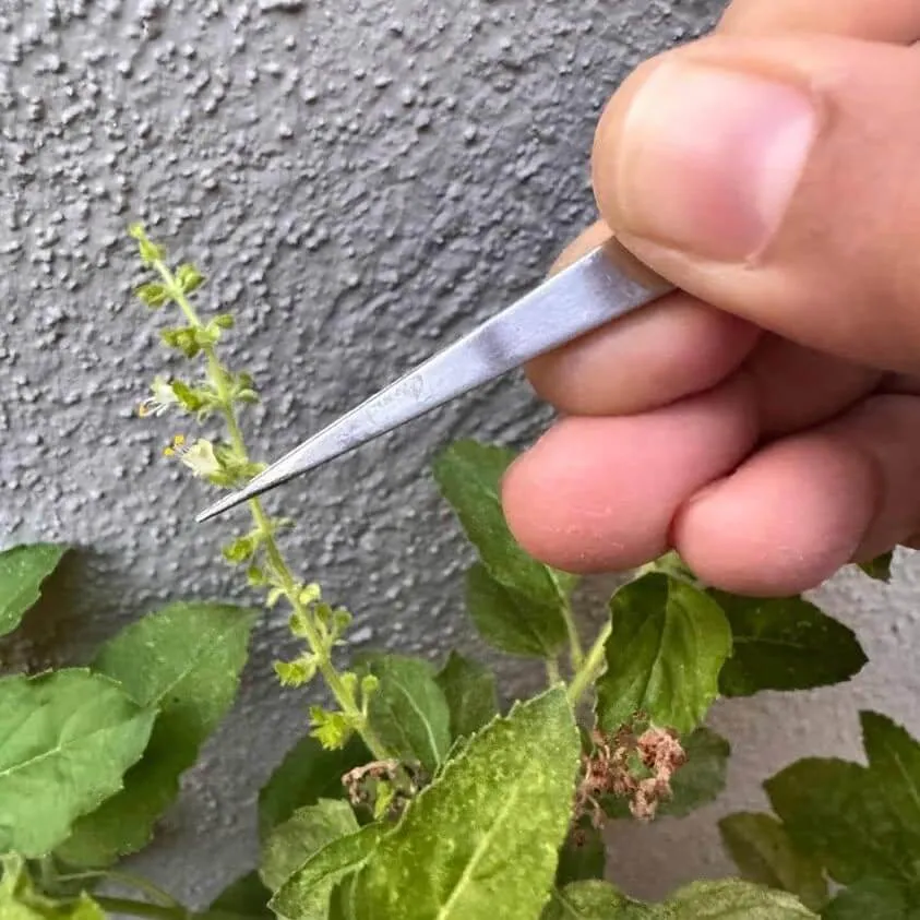 Hand harvesting delicate Tulasi blossoms with tweezers