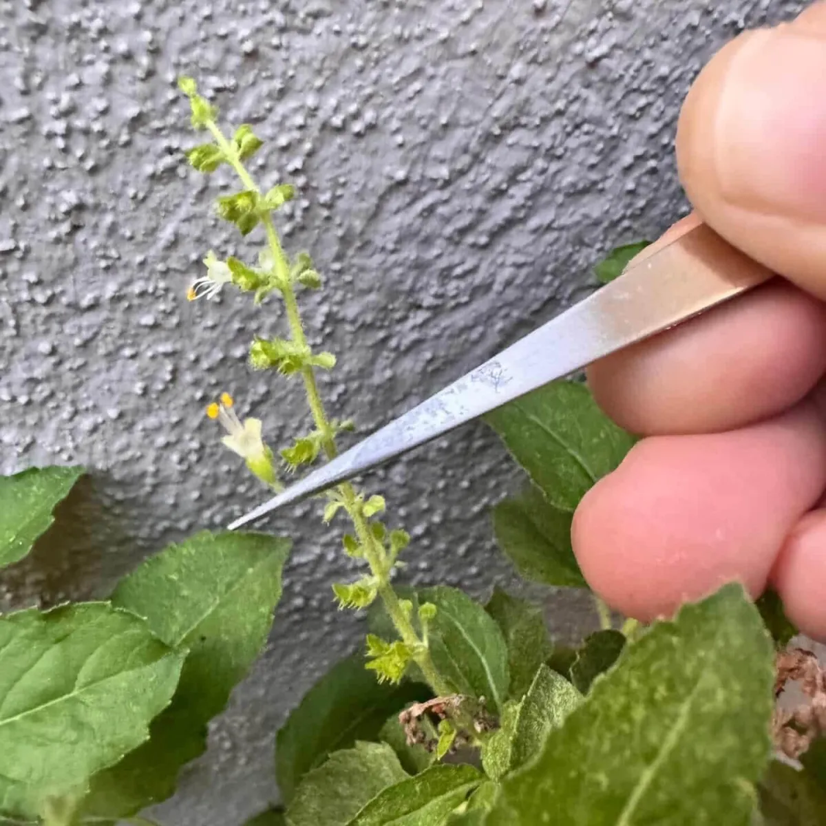 Carefully selecting the perfect Tulasi flower