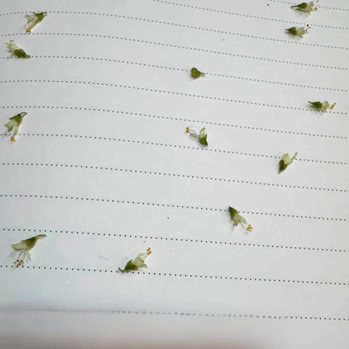 Preserving the delicate Tulasi botanical