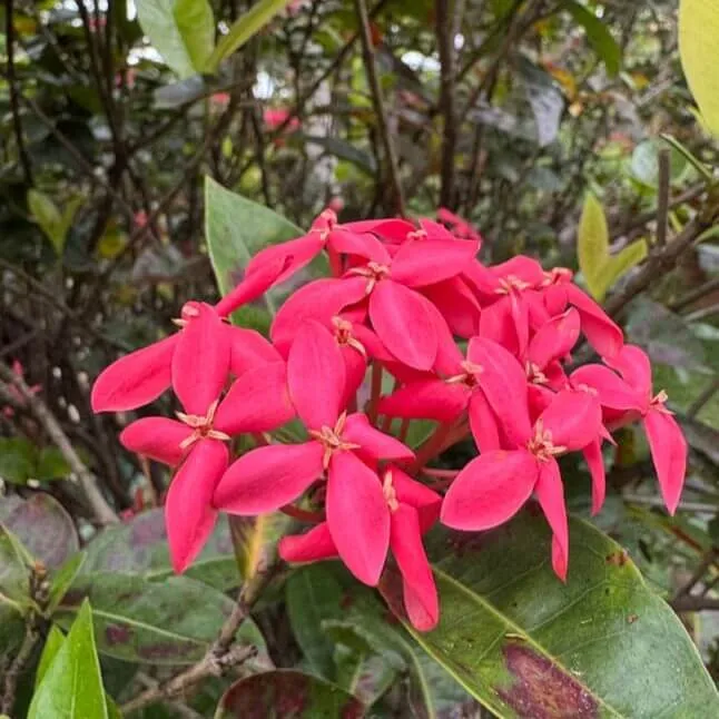 Kepala flower